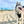 photo of a large Siberian Husky on a so-cal sandy beach trail on a bright partly cloudy day wearing a black Duo Direct no-pull escape-proof dog harness made in the USA with a lifetime warranty