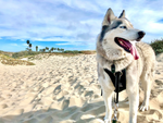 photo of a large Siberian Husky on a so-cal sandy beach trail on a bright partly cloudy day wearing a black Duo Direct no-pull escape-proof dog harness made in the USA with a lifetime warranty